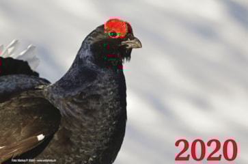 KALENDER 2020